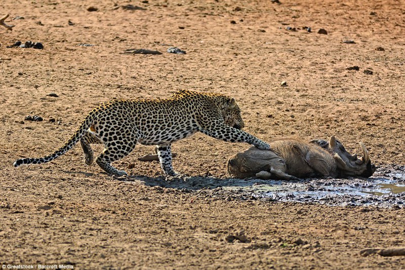 Подъем!: Леопард трогает животное лапой  