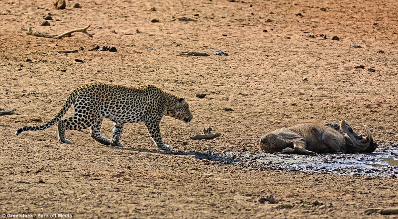 Смятение: Леопард не знает, мертв ли бородавочник или просто спит посреди сухой равнины  