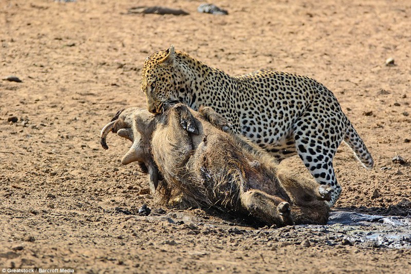 Заключительные моменты: Леопард склонился над жертвой, готовясь её съесть 