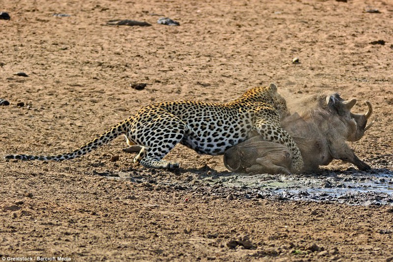 Финальная битва: Бородавочник делает отчаянную последнюю попытку бегства, но леопард уже нанес болезненные раны 