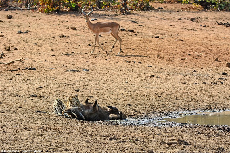Местность вокруг: Эта антилопа не знает, что оказавшись здесь на несколько минут раньше она могла бы разделить судьбу бородавочника 