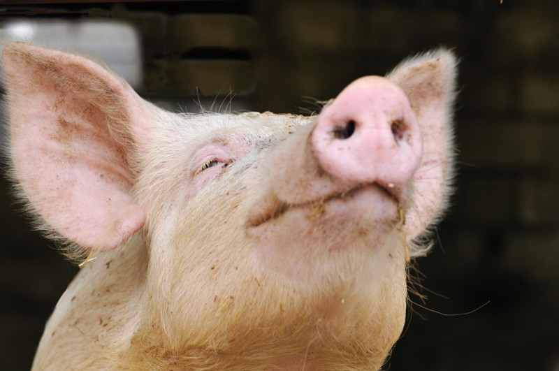 9. Кстати, почему свиной нос называют "пятачком"?
