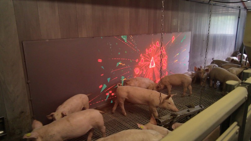 Настенный интерактивный дисплей в загоне для свиней
