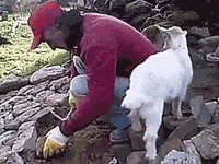 Порция гифок с козлами (козами, козлятами... пёс их разбери)