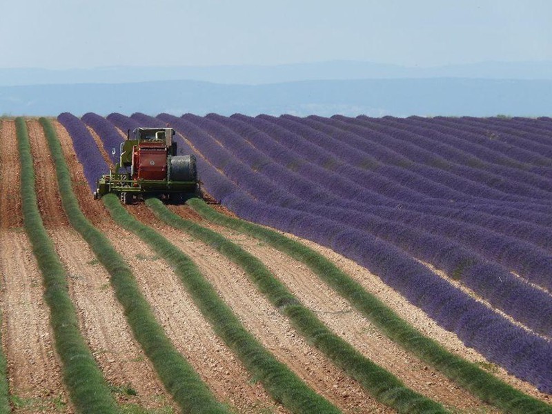 Сбор урожая лаванды в Провансе, Франция.