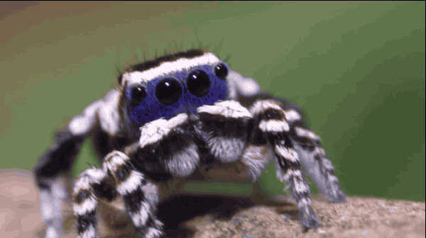Maratus personatus – самый милый крошечный паук