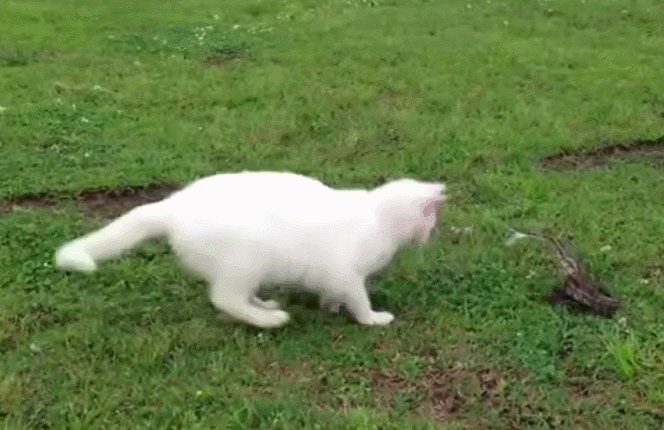 Прикольные гифки Прикольные гифки