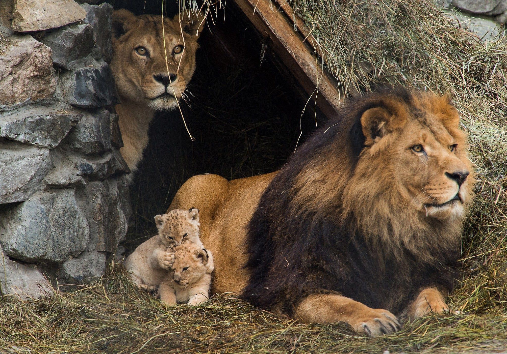 семья в зоопарке