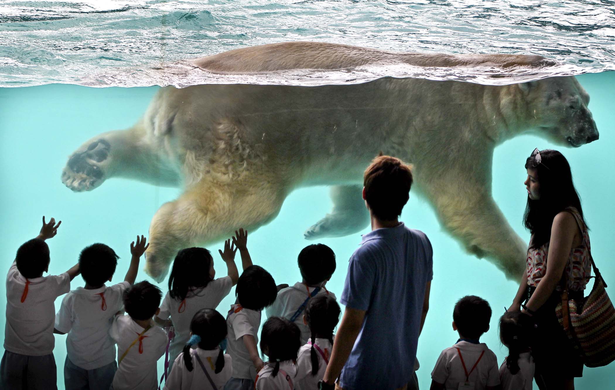 Старейшее живое существо. Люди в зоопарке. Самый огромный зоопарк в мире. Самый большой белый медведь.