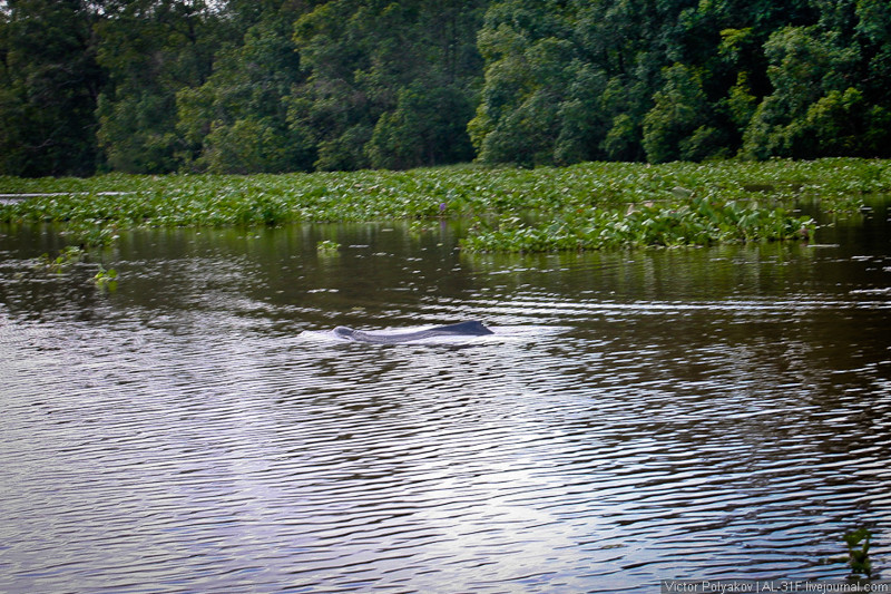 В джунглях дельты реки Ориноко