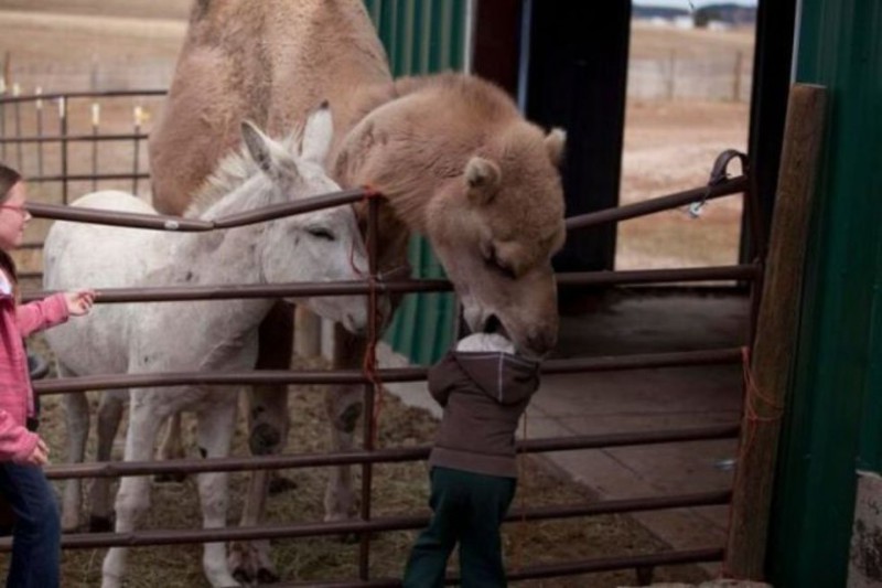 4. Верблюд пытается съесть ребёнка