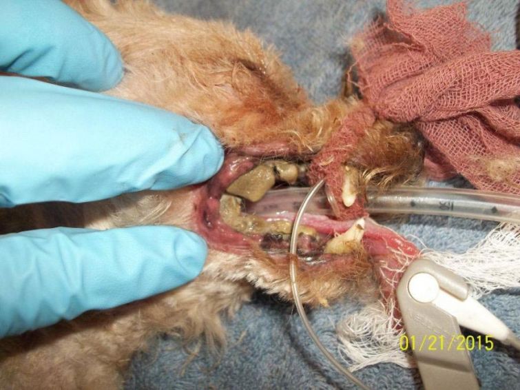 Невероятное преображение бездомного пса, который 10 лет жил на улице, потеряв обе лапы и почти все зубы