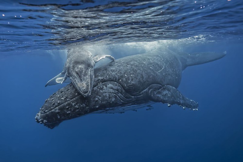 Самка горбатого кита и её малыш. 