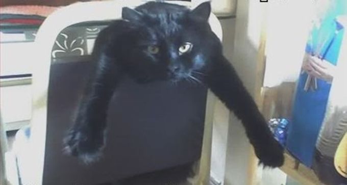 Кот проблемы со стулом