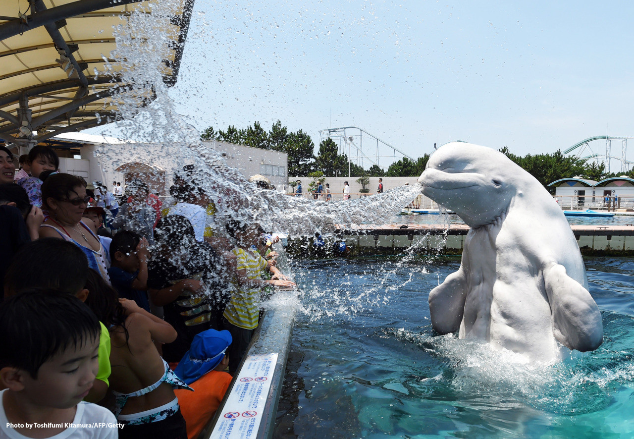  Белуха брызгает на зрителей водой во время представления в морском аквариуме в Йокогаме
