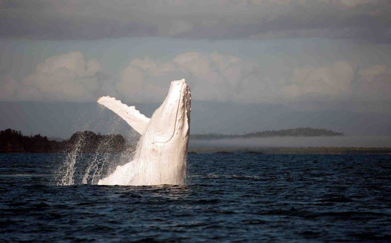 5. Горбатый кит альбинос, животное