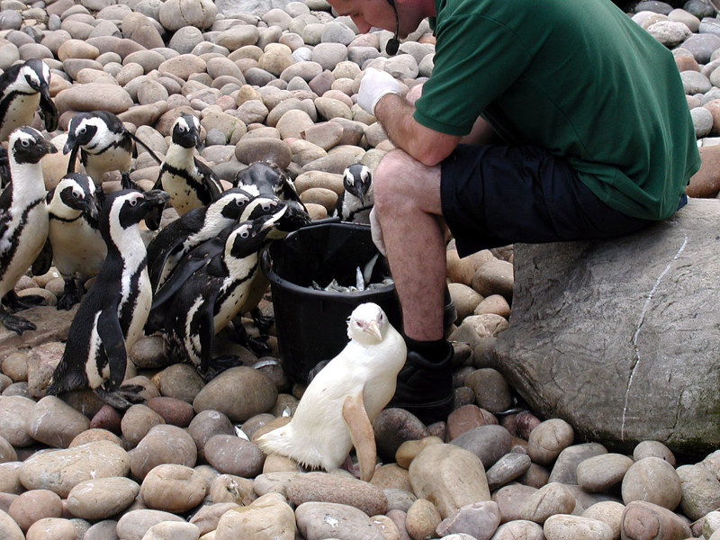 20. Пингвин альбинос, животное