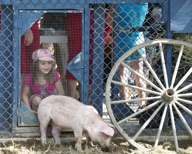 Веселые старты: в Канаде устроили гонки за свиньями в грязи