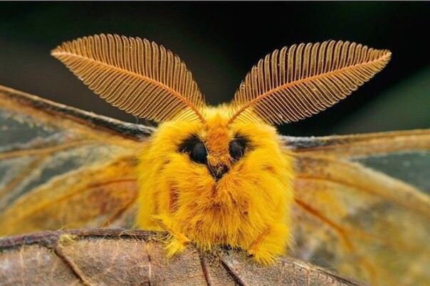 Так выглядит мотылек шелкопряда