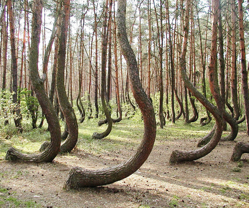 16. Кривой лес в Западной Померании, Польша. В лесу растет около 400 хвойных деревьев с изогнутыми стволами. 