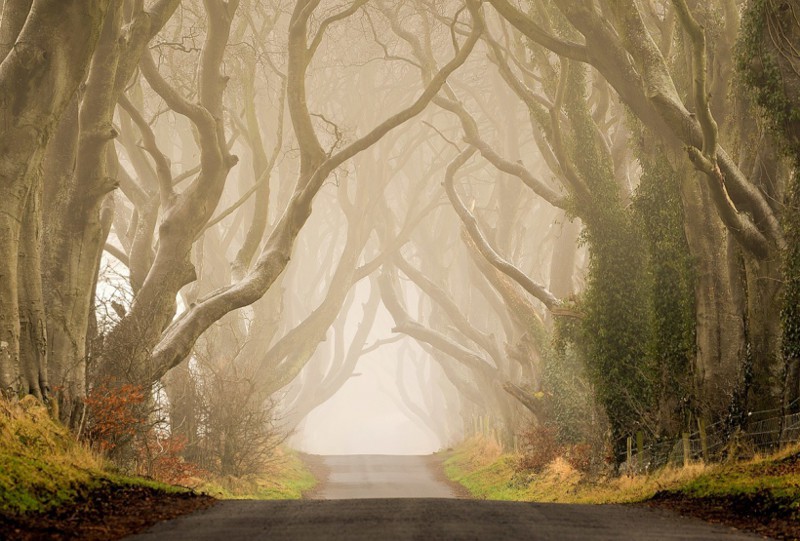 Буковая аллея Дарк Хеджес, Северная Ирландия