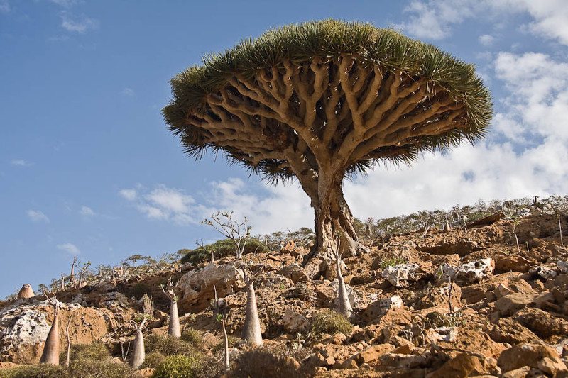 Драконово дерево, Йемен