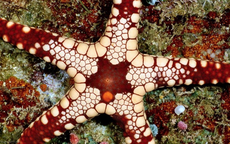 Болезни морских звезд