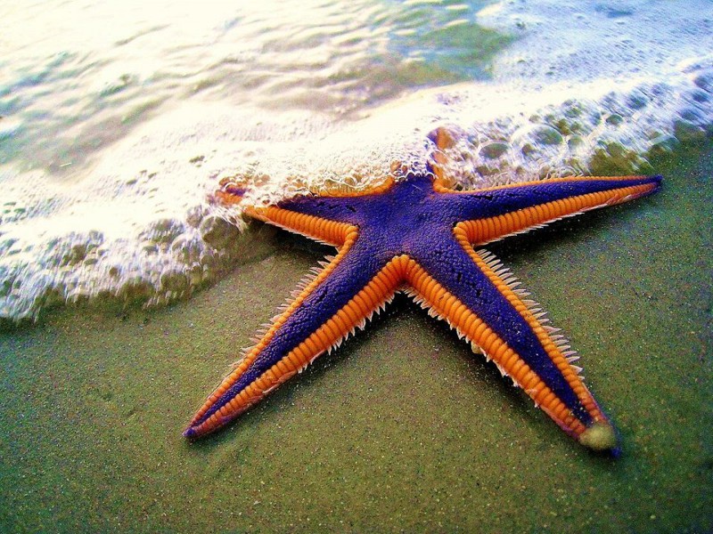Присоски морской звезды