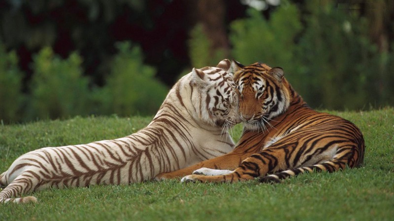 25. Влюбленные тигры