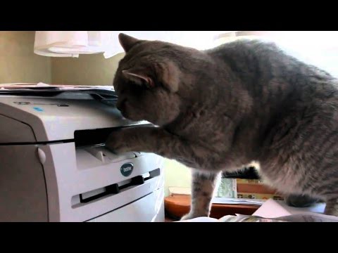 Смешное видео - Коты умеют работать с принтером! 