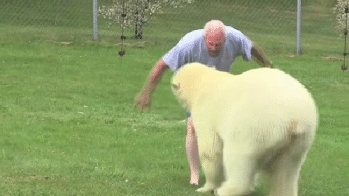 А Вы, рискнули ли бы дать пендаля белому медведю