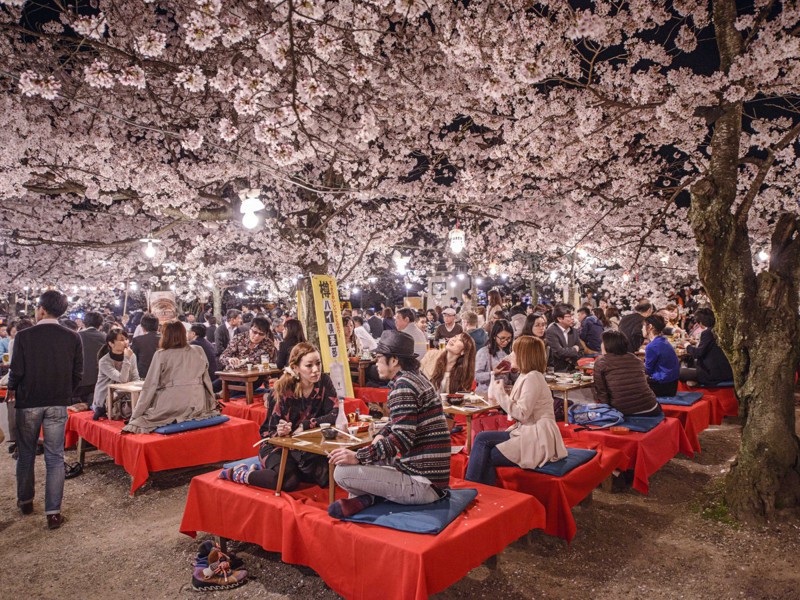 Весной в парке Маруяма проходят невероятно завораживающие фестивали цветения и любования сакурой. Они называются Ханами