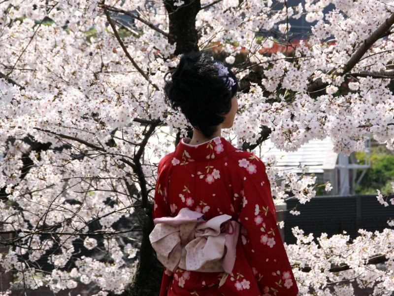 Япония славится вишнёвыми деревьями. И в Киото цветёт много чудесных деревьев сакуры