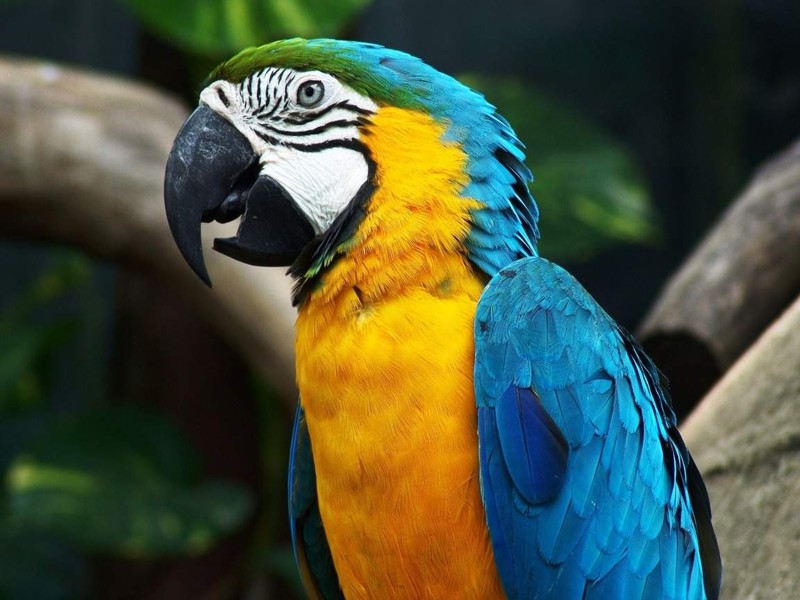 16 говорящих и танцующих попугаев, которые вас удивят