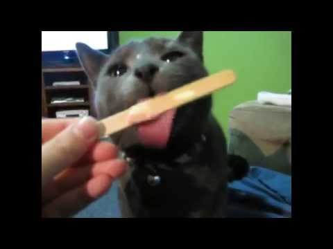 Как кошки любят мороженное 