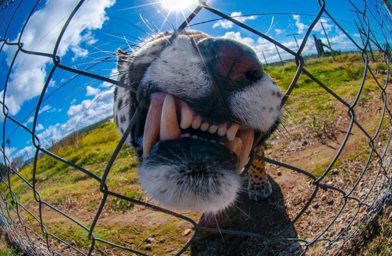 Лучшие фотографии 2015 года по версии National Geographic