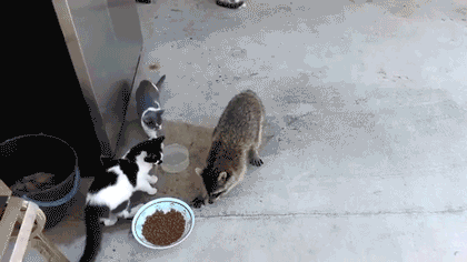 Он просто взял немного кошачьей еды, для проверки её на нитраты