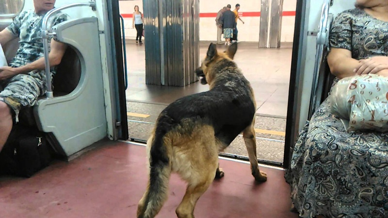 18. Собаки в метро.