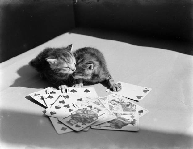 38 фото котов, сделанных до того, как котики стали звёздами Интернета