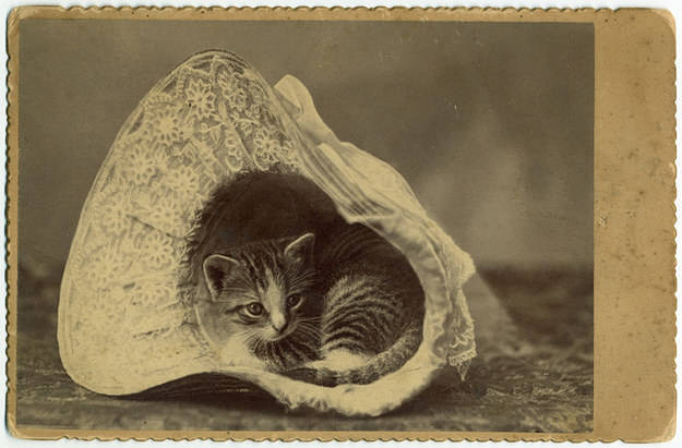 38 фото котов, сделанных до того, как котики стали звёздами Интернета