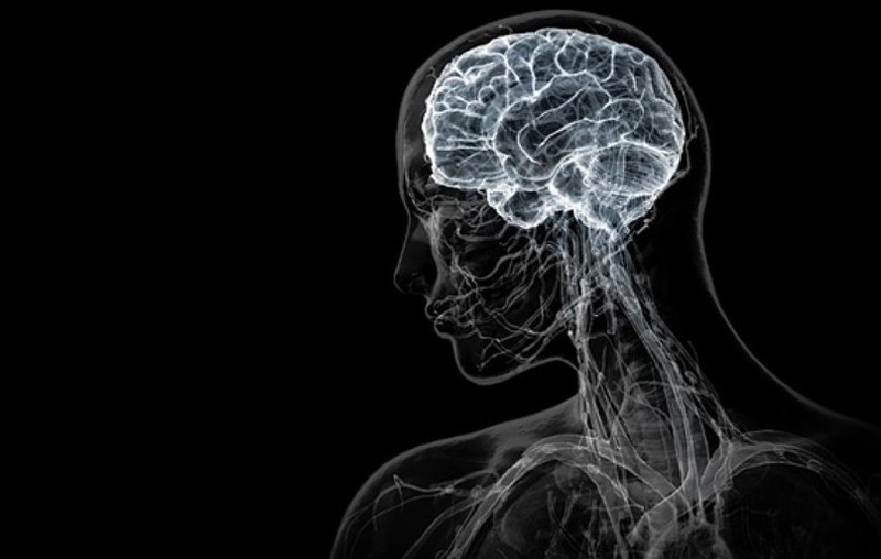 Человеческий мозг имеет 5 чувств