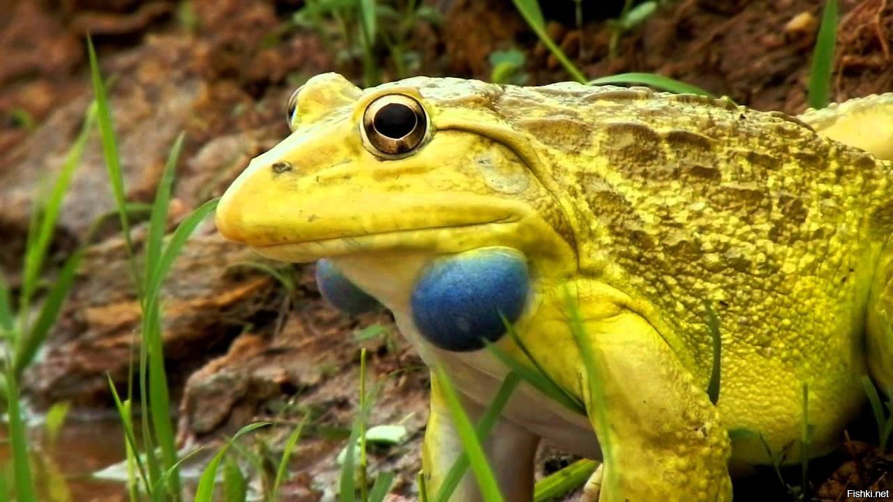 Тигровая лягушка
