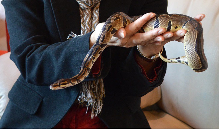 Как открыть змея геншин. Кафе со змеями. Кафе с рептилиями. Общение со змеями. Змеи Японии.