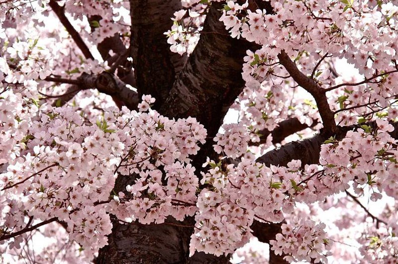 8. В Вашингтоне есть вишнёвые деревья, которые США подарила Япония