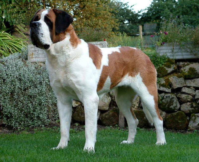 Сенбернар - самая тяжелая собака на свете.