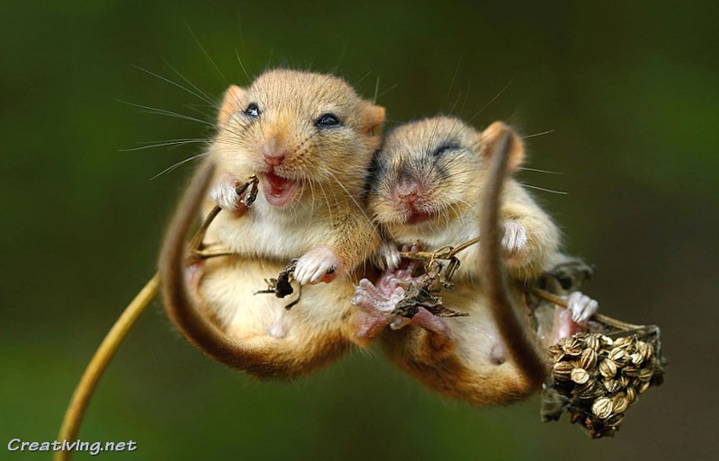 24 фото просто неотразимых крохотных мышат