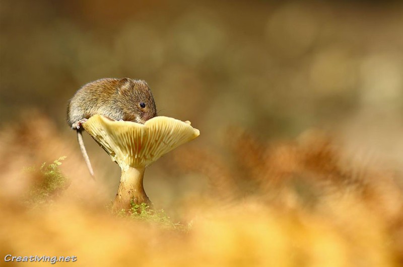 24 фото просто неотразимых крохотных мышат
