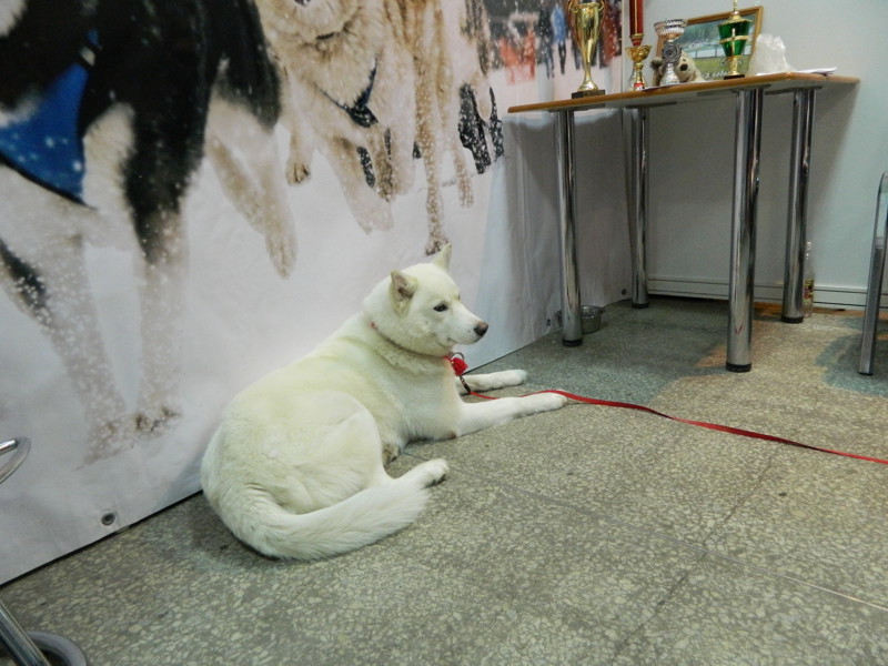 Был на выставке собак -CACIB "Огни Прикамья - 2015"  
