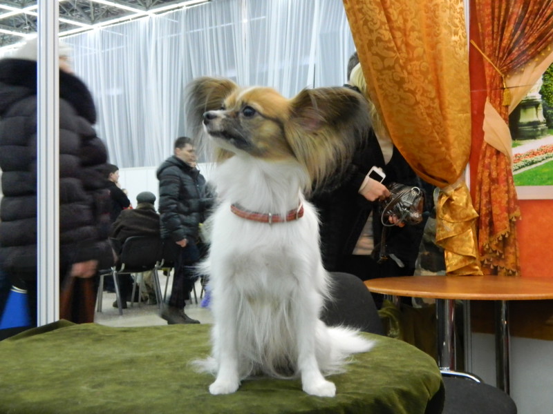 Был на выставке собак -CACIB "Огни Прикамья - 2015"  
