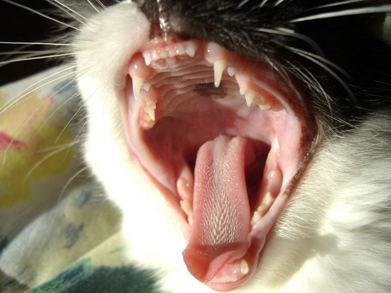7 Строение челюстей кошек таково, что они не способны двигать ее из стороны в сторону, таким образом, они не способны пережевывать большие куски